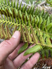 Polystichum munitum × scopulinum