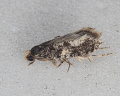 Monopis marginistrigella