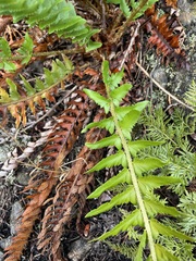 Polystichum munitum × scopulinum