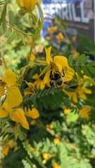 Bombus impatiens