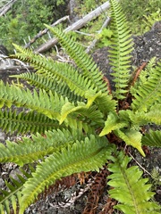 Polystichum munitum × scopulinum