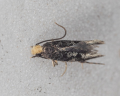 Monopis marginistrigella