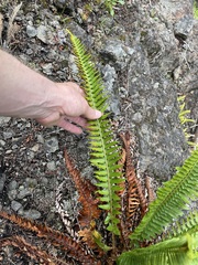 Polystichum munitum × scopulinum