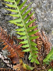 Polystichum munitum × scopulinum
