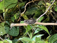 Kurixalus idiootocus