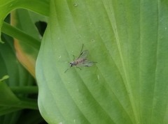 Chrysopilus asiliformis