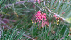 Grevillea pinaster
