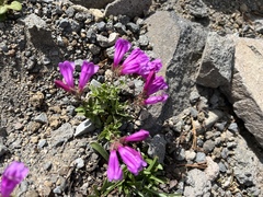 Penstemon rupicola