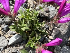 Penstemon rupicola