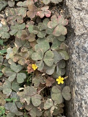 Oxalis corniculata