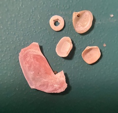 Ameritella versicolor