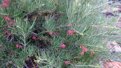 Grevillea pinaster