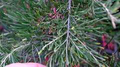 Grevillea pinaster