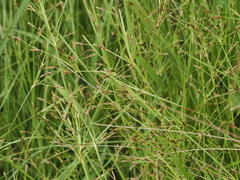 Fimbristylis annua