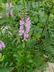 Physostegia virginiana