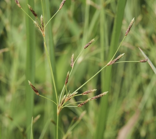 annual fimbry (Fimbristylis annua)