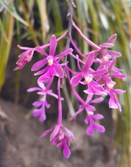 Epidendrum myrianthum