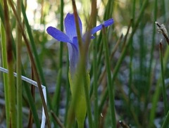 Gentianopsis simplex