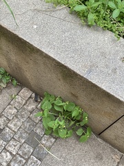 Galinsoga quadriradiata