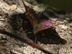 Apatura ilia