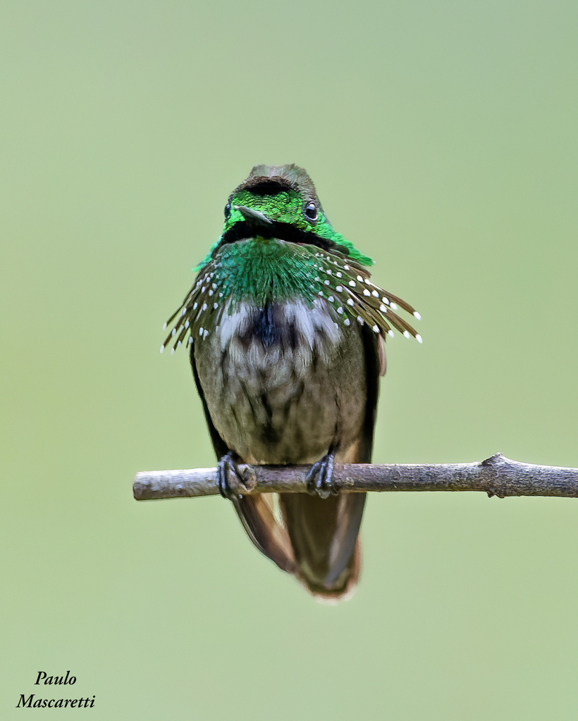 Festive Coquette photo