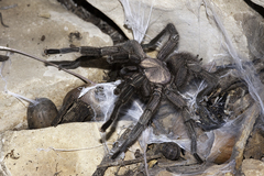 Chaetopelma olivaceum