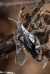 Merocoris curtatus