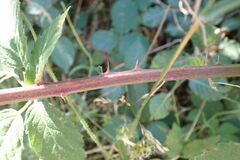 Rubus pilifer