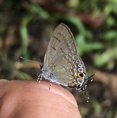 Hypolycaena periphorbas