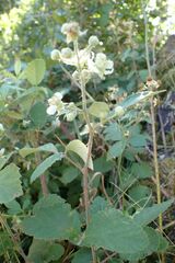 Rubus pilifer
