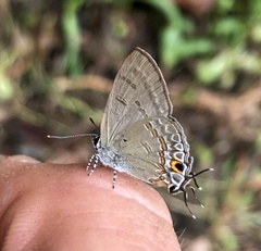 Hypolycaena periphorbas