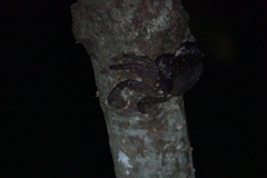 Episesarma versicolor