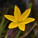 Sisyrinchium californicum - Photo (c) Don Loarie, algunos derechos reservados (CC BY)