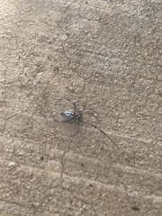 Latrodectus hesperus