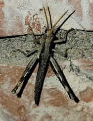 Acantherus piperatus