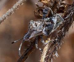 Merocoris curtatus