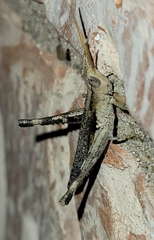 Acantherus piperatus