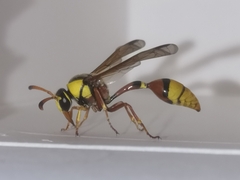 Delta esuriens