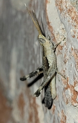 Acantherus piperatus