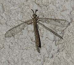 Scotoleon quadripunctatus