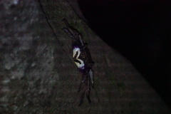 Episesarma versicolor