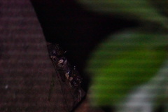 Episesarma versicolor