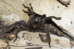 Chaetopelma olivaceum