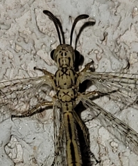 Scotoleon quadripunctatus