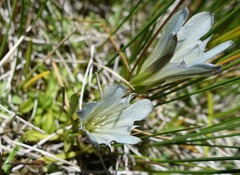 Gentiana newberryi