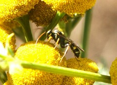 Listrodromus nycthemerus