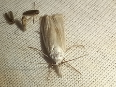 Metacrambus pallidellus