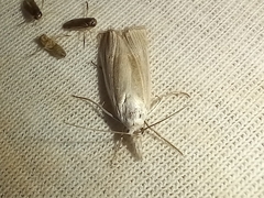 Metacrambus pallidellus