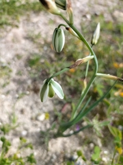 Albuca longipes