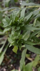 Procecidochares atra